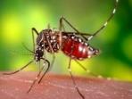 aedes-aegypti.jpg