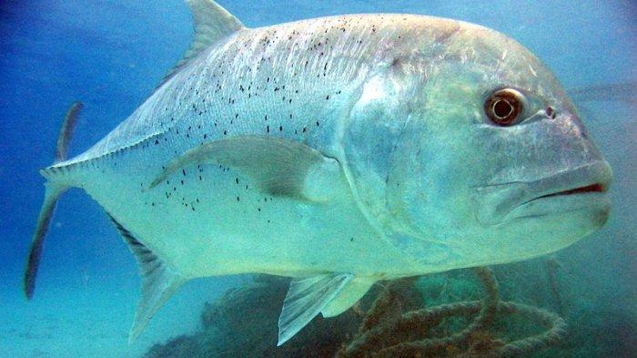 Ikan Kuwe atau Charanx ignobilis