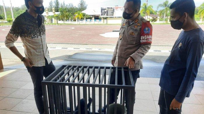 Kapolres Aceh Jaya, AKBP Harlan Amir didampingi Kasat Reskrim Iptu Lutfi Arinugraha saat menyerahkan satwa dilindungi kepada BKSDA perwakilan Aceh Jaya, Kamis (4/11/2021)