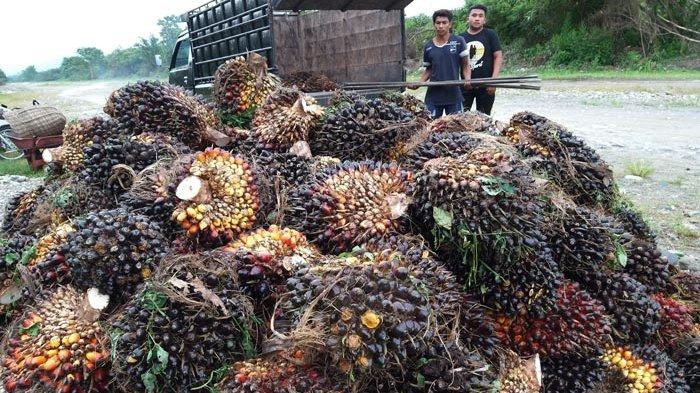 Harga TBS Sawit Abdya Turun Lagi, Ini Penyebabnya - Serambinews.com