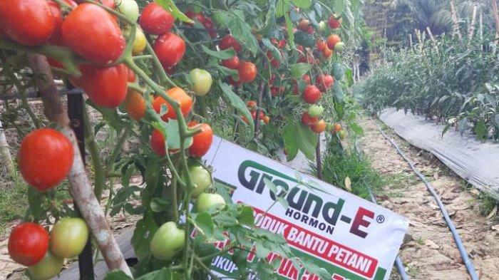 Tanaman tomat petani di Aceh Utara yang menggunakan Ground-E kini sudah mula bisa dipanen.