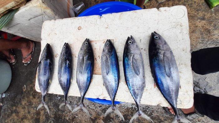 AMBON: Jenis ikan di Pasar Mardika, Selasa (2/3/2021).