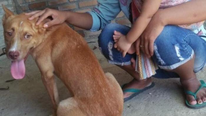 Foto anjing sebelum dianiaya