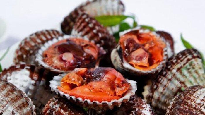 Ilustrasi Kerang