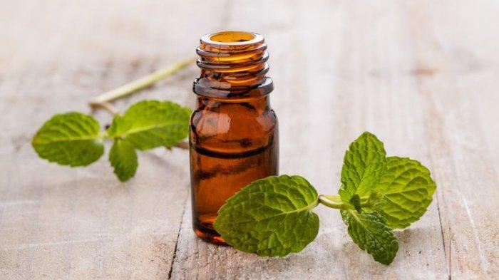 Minyak Peppermint