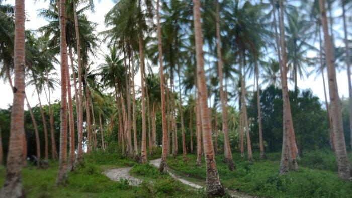 Pesona keindahan Pantai Akipai Dusun Wainuru, Desa Liang, Kecamatan Salahutu, Kabupaten Maluku Tengah, minggu (13/3/2022).