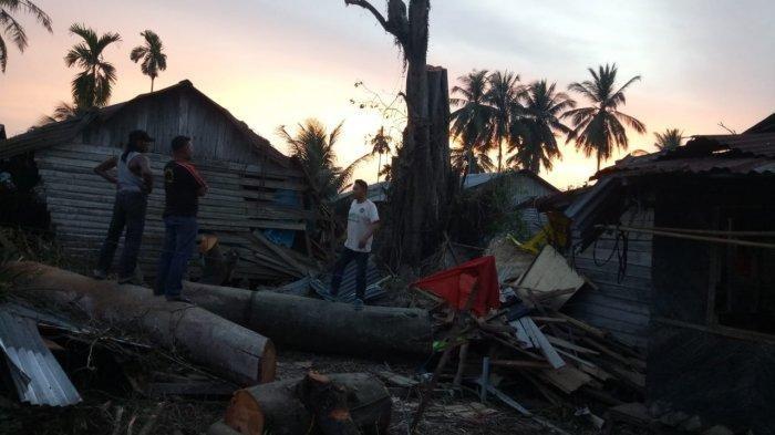 Pohon jenis jambi-jambi yang tumbang dan berdiri kembali