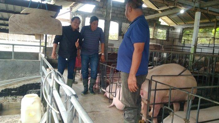 Ketua Kadin Tabanan, I Ketut Loka Antara saat meninjau peternakan babi milik Pak Deyon di Tabanan, Bali, pada Kamis 7 Juli 2022