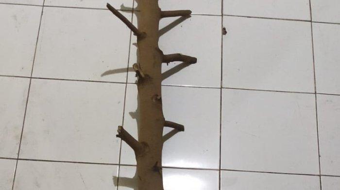 Barang Bukti Batang Kayu - Mengejutkannya lagi kedua pria tersebut, mengkroyok AK menggunakan batang kayu.