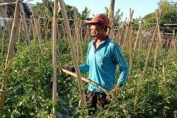 Akibat Pembatasan, Petani di Kawasan Kaldera Danau Batur Kelimpungan Membeli BBM