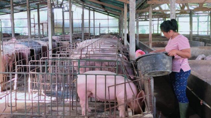 Peternakan babi milik Sang Putu Adil - Harga Babi Turun, Sang Putu Adil: Masih Cenderung Normal Untuk Pasar Bali