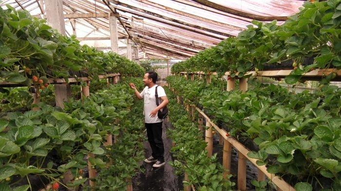 Wisatawan saat berkunjung ke Wiwanda Agro, Desa Pancasari, Kecamatan Sukasada, Buleleng, Jumat (17/6)