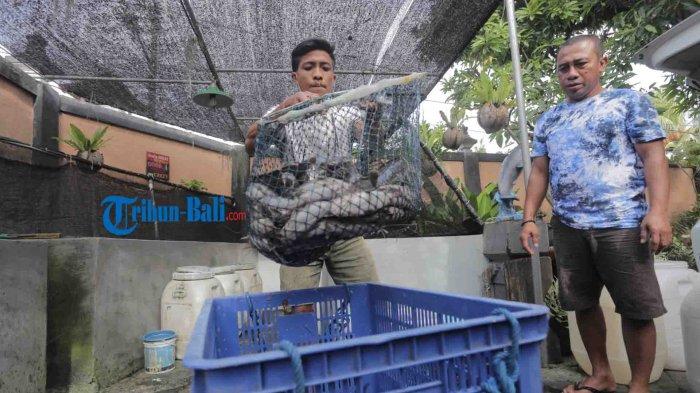 Gusti Putu Susila menimbang Lele sebelum diolah menjadi bakso Lele di Kediamannya, Suwung Batan Kendal, Denpasar, Rabu 3 Maret 2021.