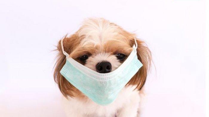 Ilustrasi anjing pakai masker.