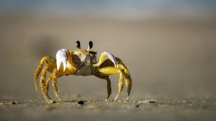 Ilustrasi Zodiak Cancer.