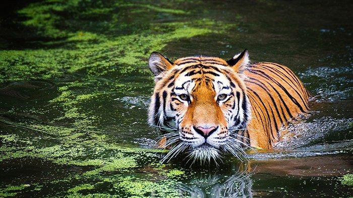 Ilustrasi Macan di Air