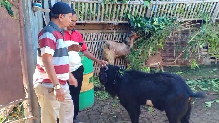 Kondisi peternakan kambing di Klungkung, Jumat (8/7). Peternak mengeluhkan sepinya penjualan kambing jelang Idul Adha dan mahalnya harga kambing pasca pengetatan arus lalu lintas ternak.