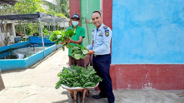 Sejumlah warga binaan pemasyarakatan (WBP) Rutan Kelas IIB Negara tampak sibuk melakukan kegiatan, Senin 19 Desember 2022. Adalah kegiatan panen raya sayur mayur di rumah tahanan tersebut. Total, ada 300 kilogram sayur hijau yang berhasil dipanen dan siap dipasarkan. Selain itu, juga berhasil panen sayur kangkung hidroponik sebanyak 50 kilogram.