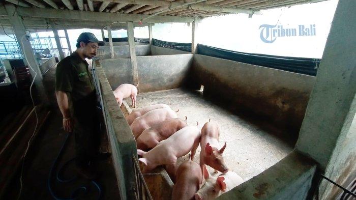 PETERNAK BERSUARA - Peternak babi di Tabanan saat melihat ternaknya di kandang, beberapa waktu lalu. Deretan masalah masih menyusahkan peternak babi. Teror virus babi mematikan masih terjadi di Kecamatan Marga Tabanan. Selain itu harga babi justru anjlok jelang hari raya.