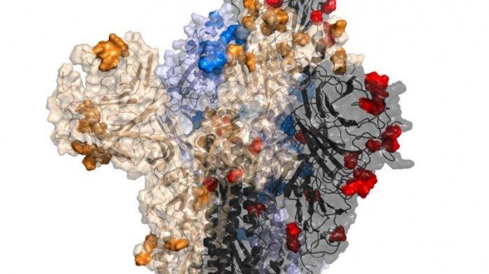 Protein lonjakan Omicron dengan mutasi baru terlihat dalam warna merah, biru, emas dan hitam.