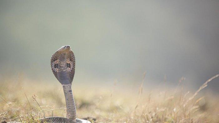 Arti mimpi ular menyerang anda, konon bukanlah pertanda baik.
Bermimpi diserang ular, atau dikejar ular berarti kamu memiliki banyak musuh yang selalu aktif.
Mereka iri padamu, dan mereka mengharapkan hal-hal buruk untukmu.
Anda perlu menjauhkan diri dari orang-orang itu.
Sebab bergaul dengan mereka, hanya akan menyulut kebencian mereka, yang tidak baik untuk anda.
