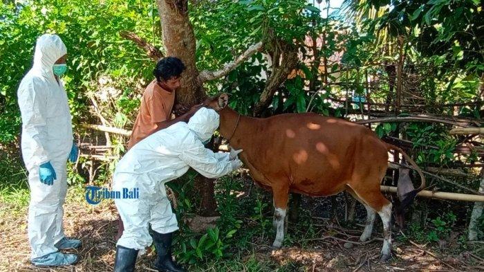 Petugas saat ambil sampel darah dan swab sejumlah ekor sapi di Kelurahan Tegalcangkring, Kecamatan Mendoyo, Jembrana, Minggu 3 Juli 2022.