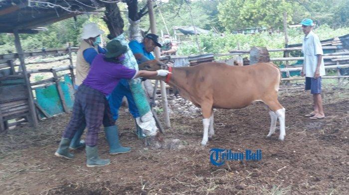 Pelaksanaan vaksinasi PMK untuk sapi di Denpasar