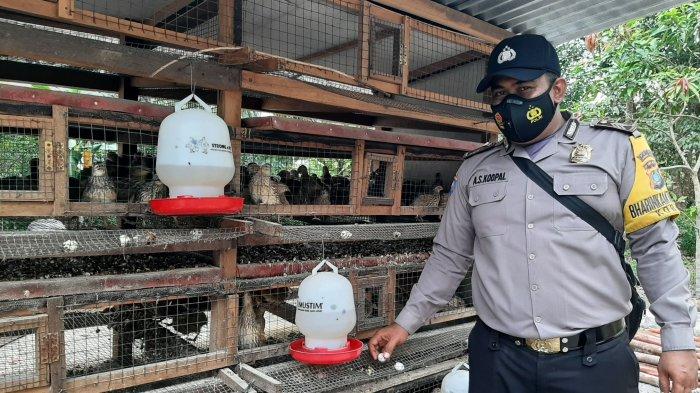 Brigardir Antonius saat mengambil satu persatu telur puyuh diternaknya