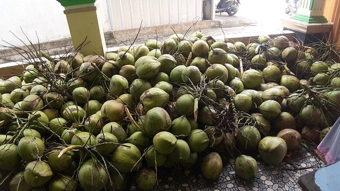 Ribuan kelapa di samping rumah Jupe