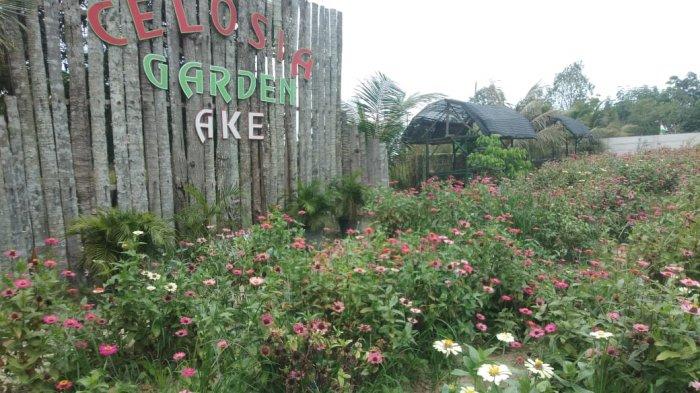 Taman Bunga Celosia Garden Ake Sungailiat. Tempat wisata yang berjarak sekitar 5-10 menit dari pusat kota Sungailiat, Bangka, taman bunga Celosia Garden Ake yang terletak di Kelurahan Sinar Baru.