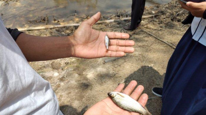 Warga menunjukan ikan yang mabuk dan mati di Sungai Mendalu Desa Paya Benua Kecamatan Mendobarat, Senin (21/2/2021).