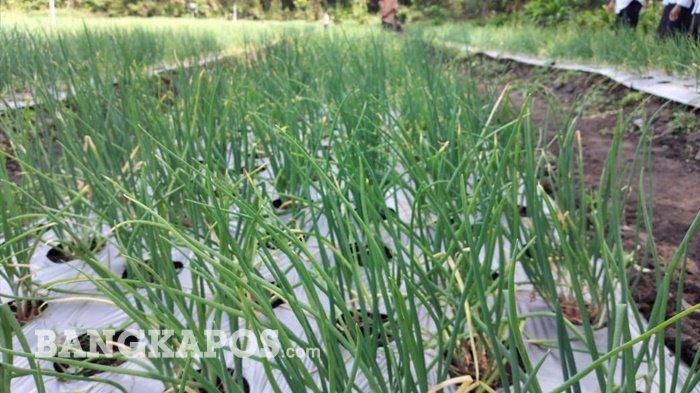 Kebun bawang merah dikelola Poktan Indo Tani Desa Labu Kecamatan Puding Besar.