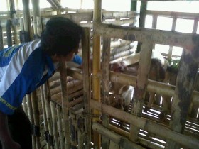 Bupati Beltim Tertarik Aplikasi SIMPedes Desa Lenggang