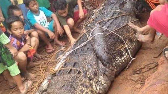 Buaya ditangkap warga di Pangkalraya, Sungaiselan, Bangka Tengah. (Istimewa)