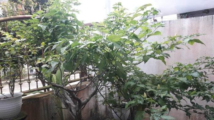 Menanam cabai di pekarangan rumah tak memerlukan lahan yang luas