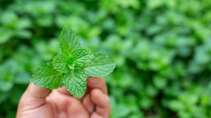 Peppermint