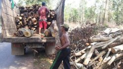 Kardi Mau Beli Pohon Karet Tua Tak Produktif Lagi
