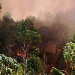 Kebakaran yang melanda kawasan hutan konservasi Bukit Maras baru-baru ini