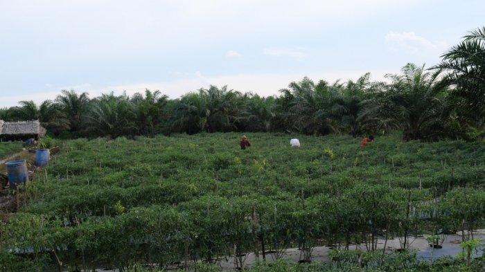Potensi budidaya cabai Jawa di desa Kayu Arang yang sangat potensial