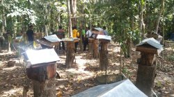 DPRD Babel Minta Pemda Kembangkan Sentra Madu Pelakat untuk Wisata Edukasi