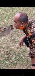 Wali Kota Pangkalpinang Beri Makan Rusa Pakai Mulut, Seperti Sedang Berciuman