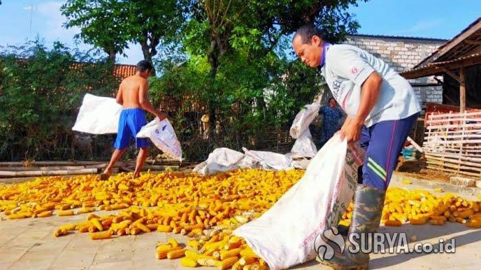 Orang Kaya Baru Desa Sumurgeneng Kini Ramai-ramai Bangun Rumah Mewah di Kawasan Relokasi - Warga di Desa Sumurgeneng, Kecamatan Jenu, Kabupaten Tuban, mendadak menjadi miliarder usai jual tanah untuk kilang minyak namun tetap bertani, Kamis (18/2/2021).