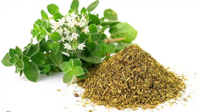 oregano