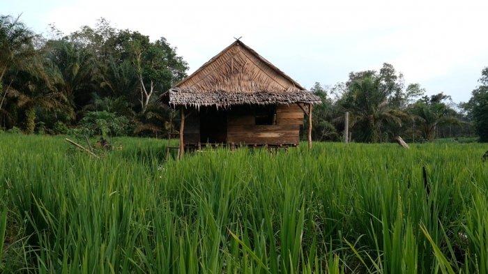 Padi Ladang salah satu komoditi pangan desa Kayu Arang