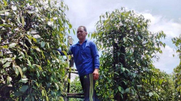 Berapa Harga Lada Bangka Belitung Saat Ini, Termasuk Karet, Begini Cara Mudah Mengeceknya - Petani lada Sumarlan sedang mengetik lada di kebunnya.