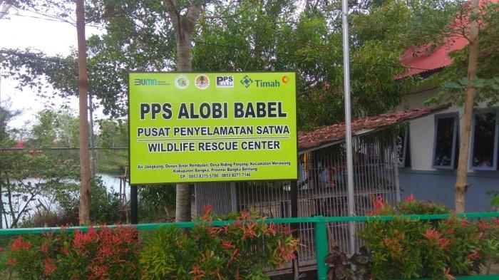 Lembaga Konservasi Pusat Penyelamatan Satwa (PPS) ALOBI di Kawasan Kampoeng Reklamasi Air Jangkang merawat sebanyak 31 ekor buaya di kolong penangkaran buaya