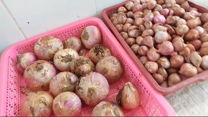Bawang batu (kiri) bisa menjadi solusi mengatasi rambut rontok seperti diutarakan dr Zaidul Akbar.