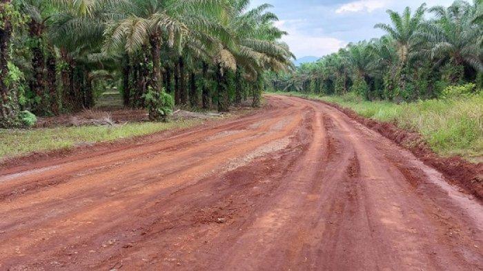 Inilah jalan HGU PTPN 13 yang menjadi akses utama bagi warga Desa Tebingsiring menuju Pelaihari. Di beberapa tempat, badan jalannya labil dan sulit dilintasi terutama pascahujan. (1)