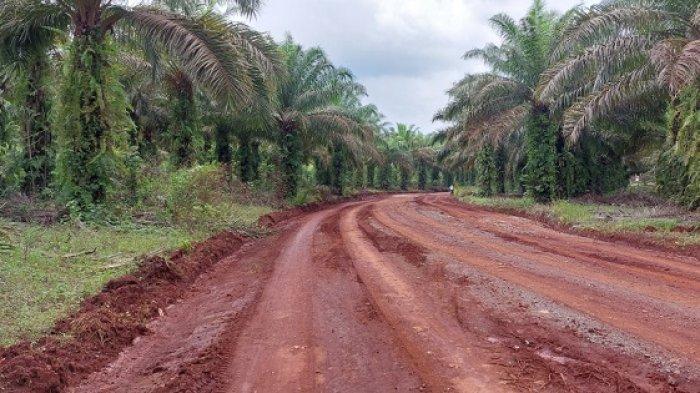 Inilah jalan HGU PTPN 13 yang menjadi akses utama bagi warga Desa Tebingsiring menuju Pelaihari. Di beberapa tempat, badan jalannya labil dan sulit dilintasi terutama pascahujan