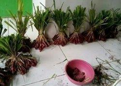 Bawang Dayak Obat Herbal Kalimantan, Dijadikan Penawar Luka dan Bisul, Berikut Penelitian Ilmiahnya